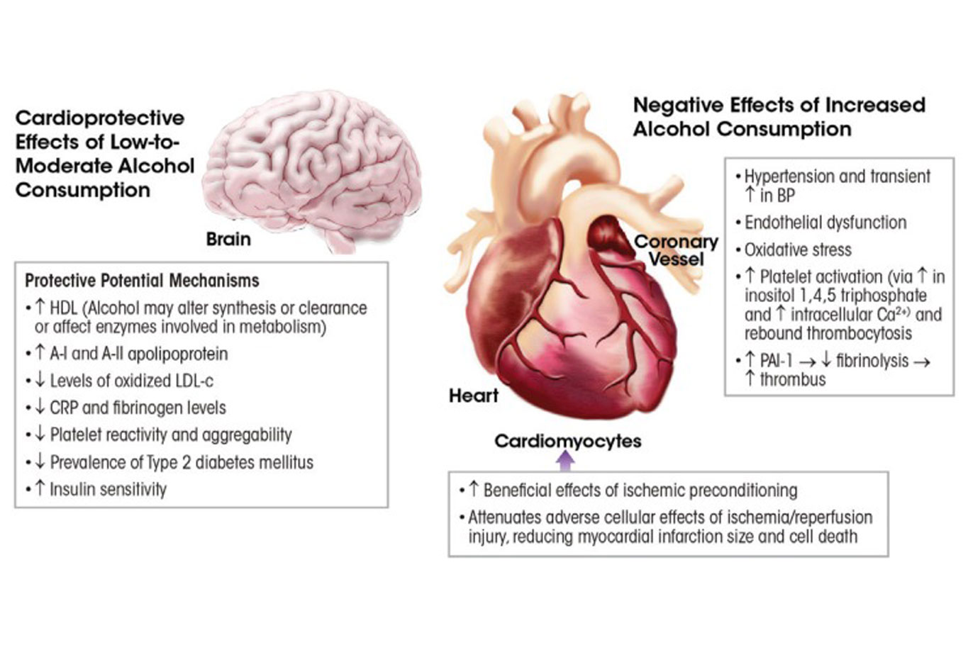 Alcohol's Impact on Heart Health and Stress Response Explored
