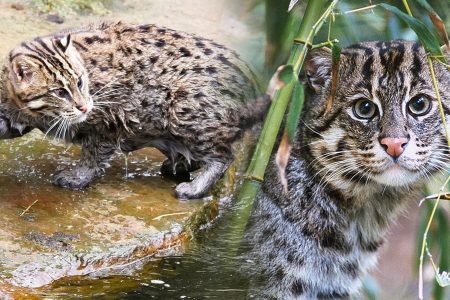 West Bengal intensifies efforts to conserve state animal, the fishing cat.