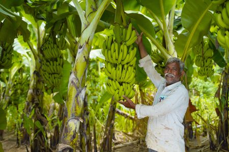 Pioneering AI for Increased Banana Production: Indian Agri-researchers.