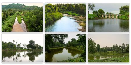 Riverine Afforestation: The Art of Living’s Transformative Power Revealed