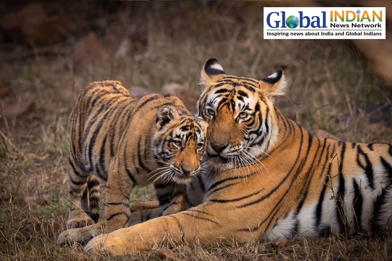 PM Modi Reaffirms India’s Tiger Conservation Commitment